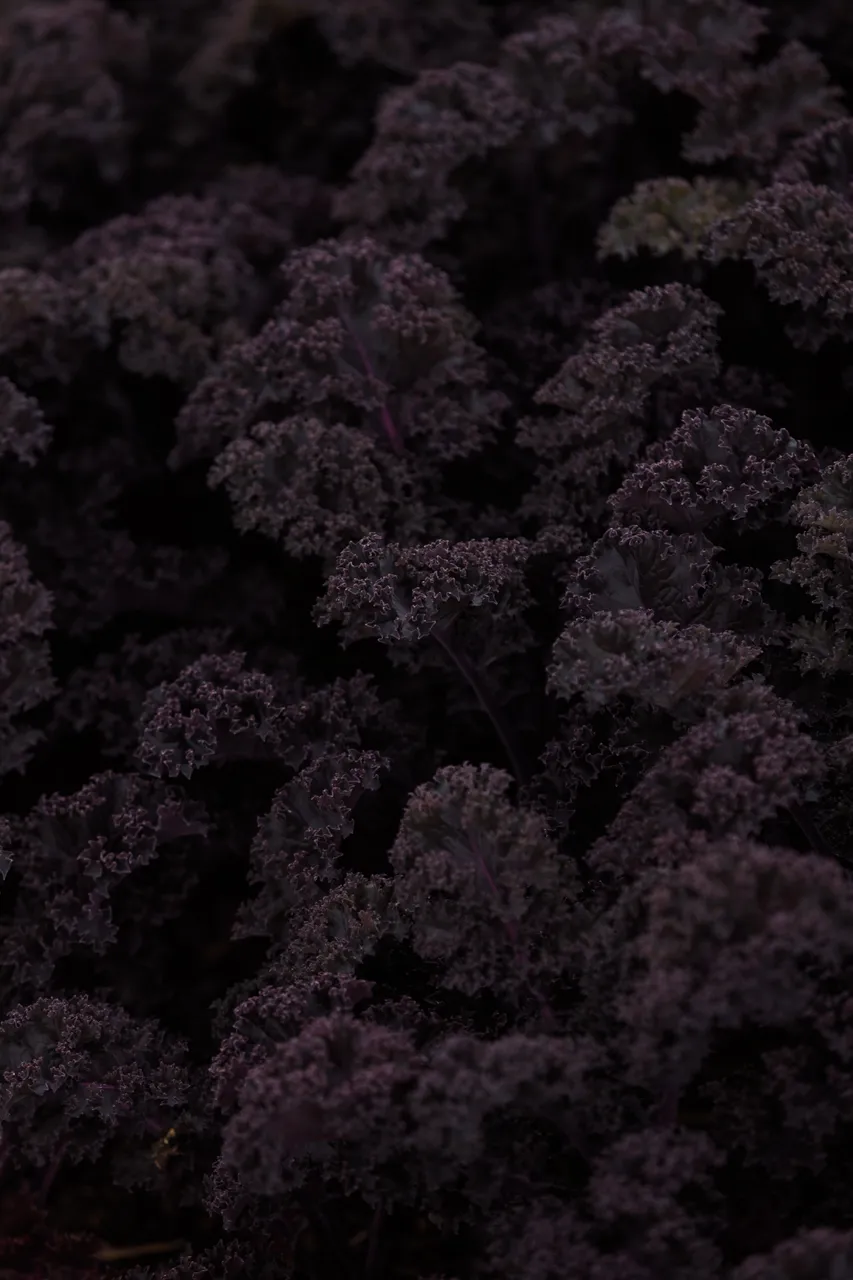 Purple Kale