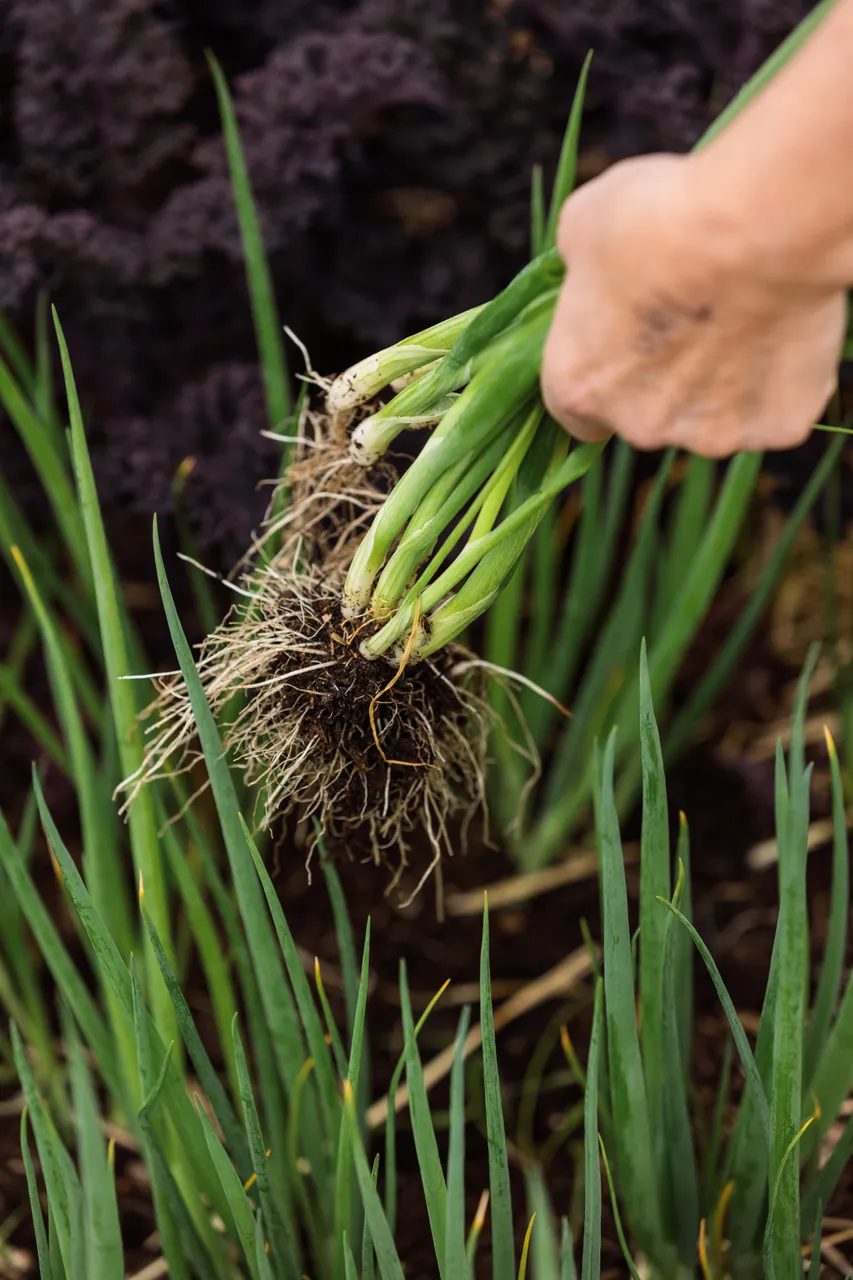 Spring Onion