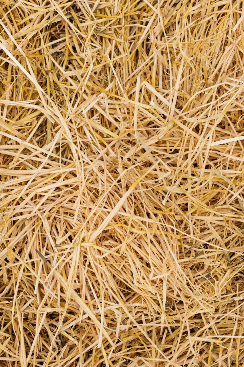 Hay
