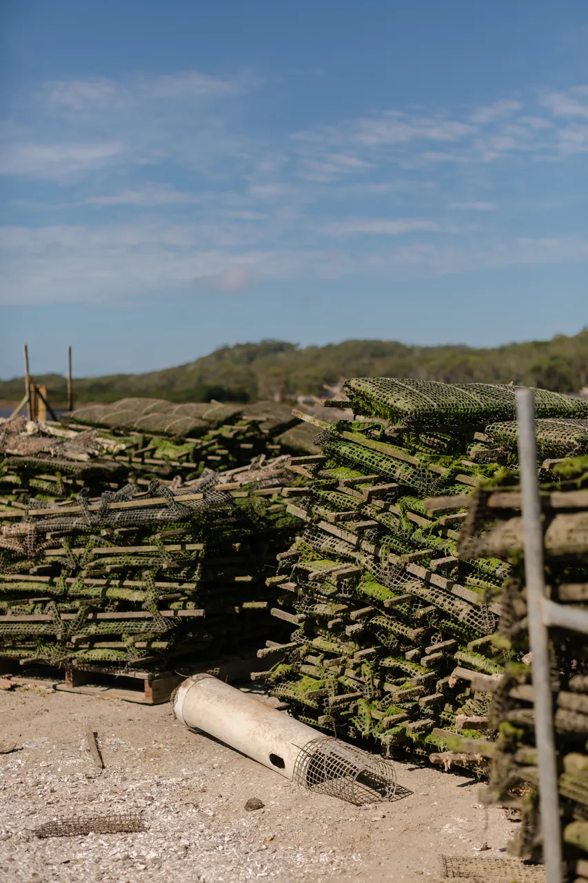 Oyster Nets