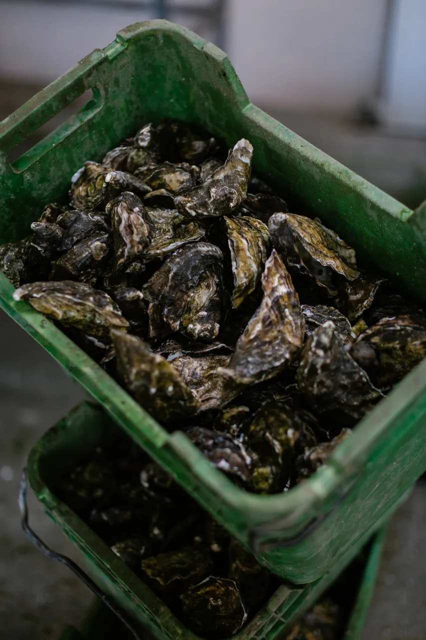Oysters