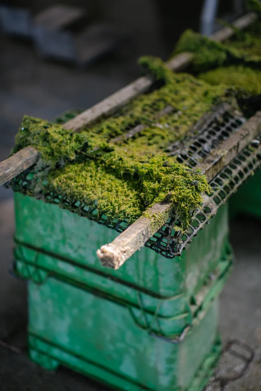 Algae on Oyster Cage 