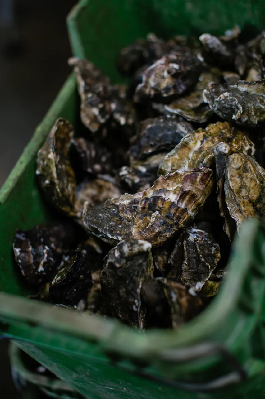 Oysters