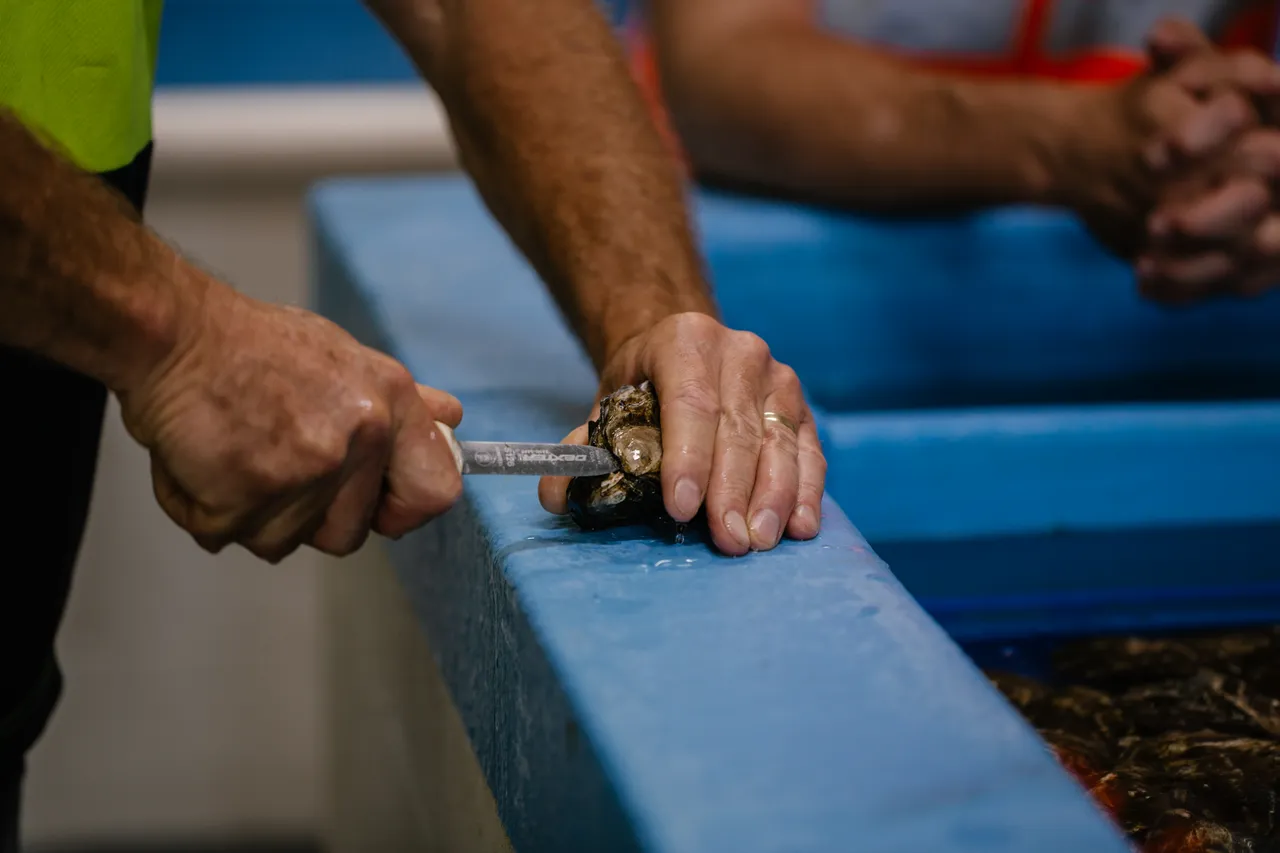 Oyster Shucking