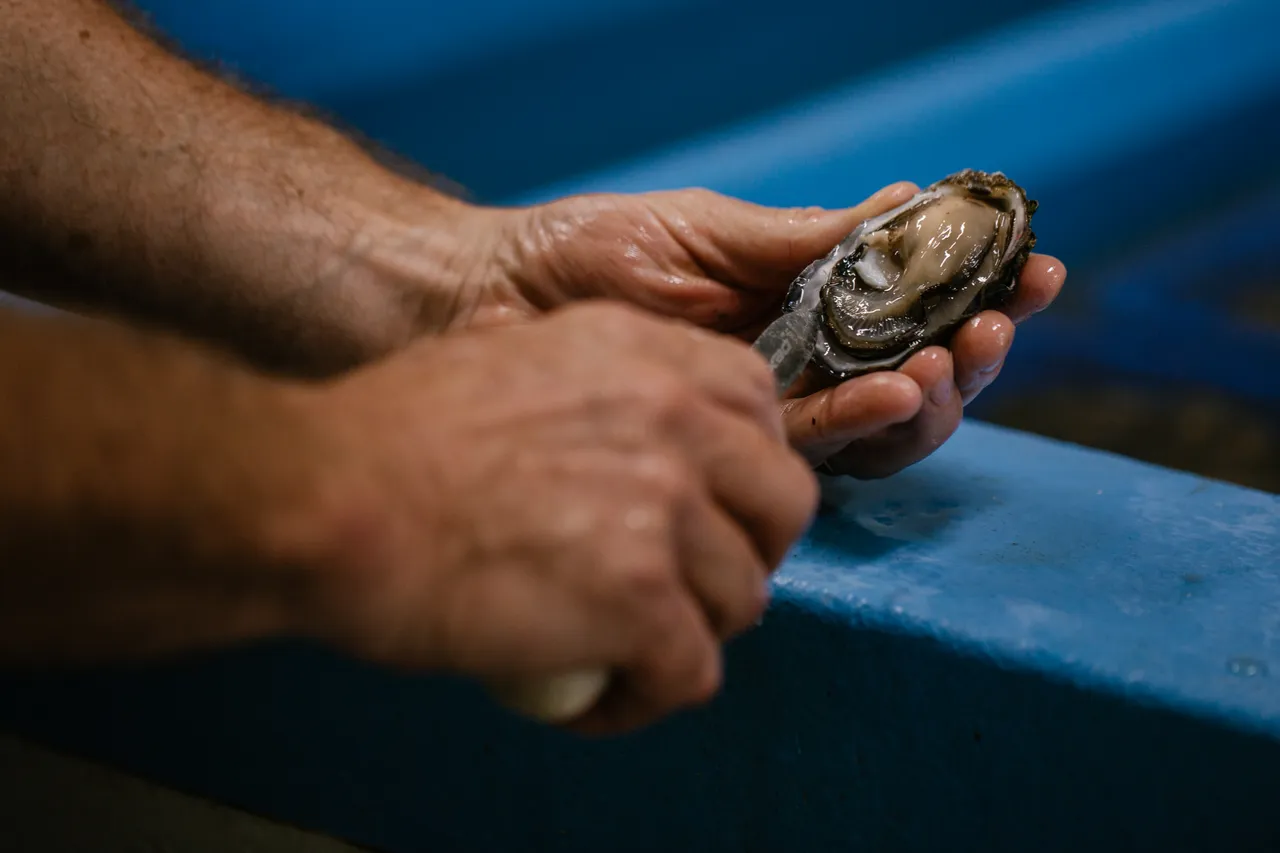 Oyster Shucking