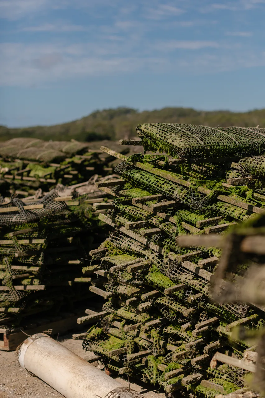 Oyster Nets