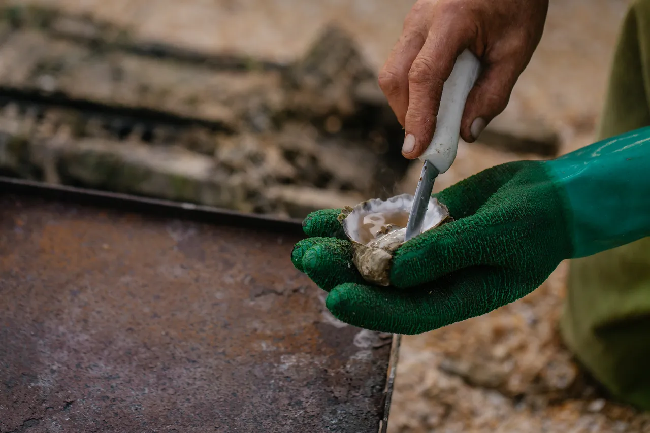 Oyster Shucking