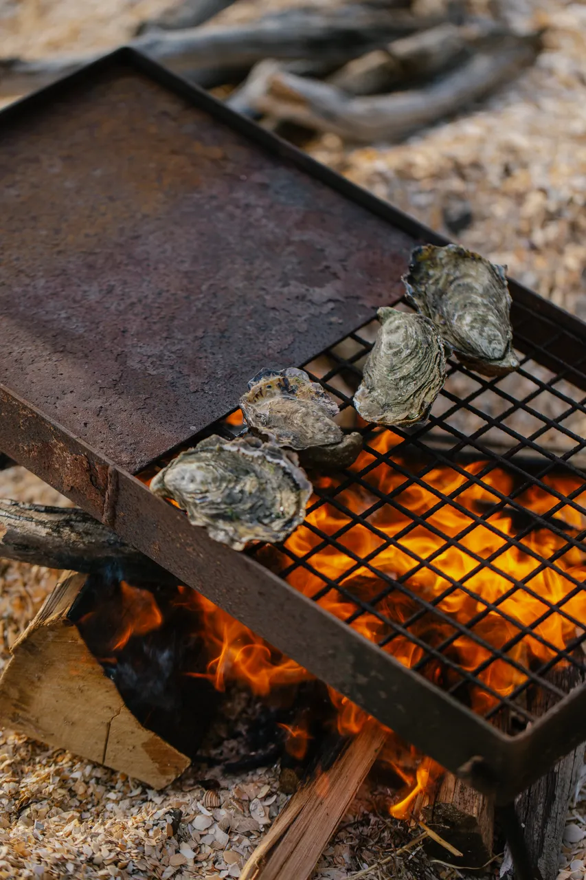 Cooking Oysters on a Campfire