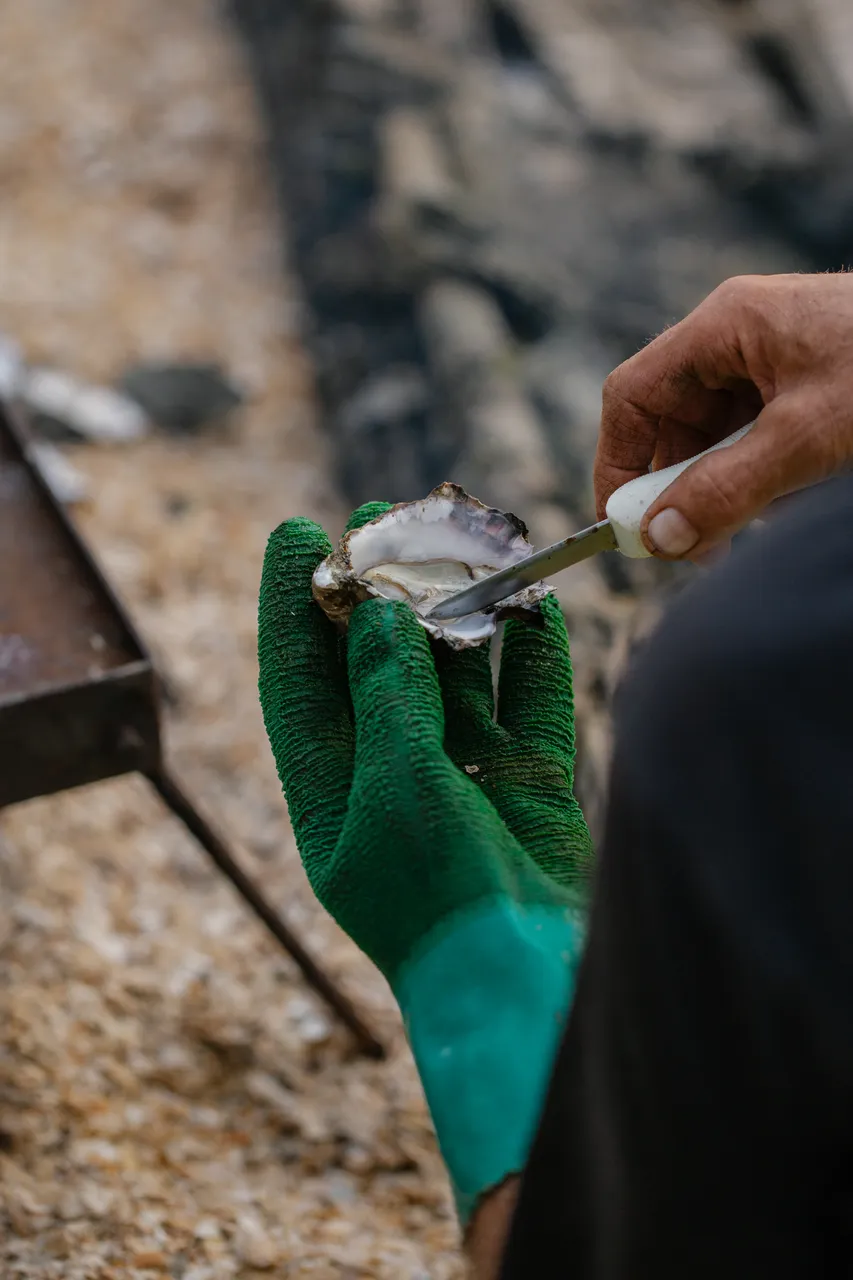 Oyster Shucking