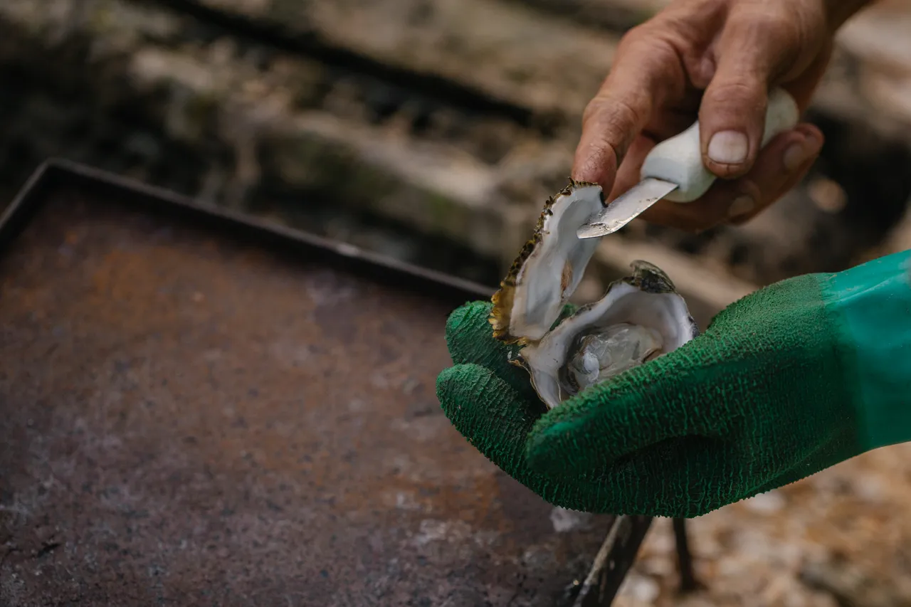 Oyster Shucking