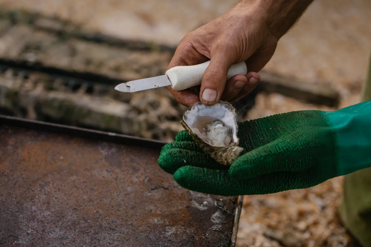 Oyster Shucking
