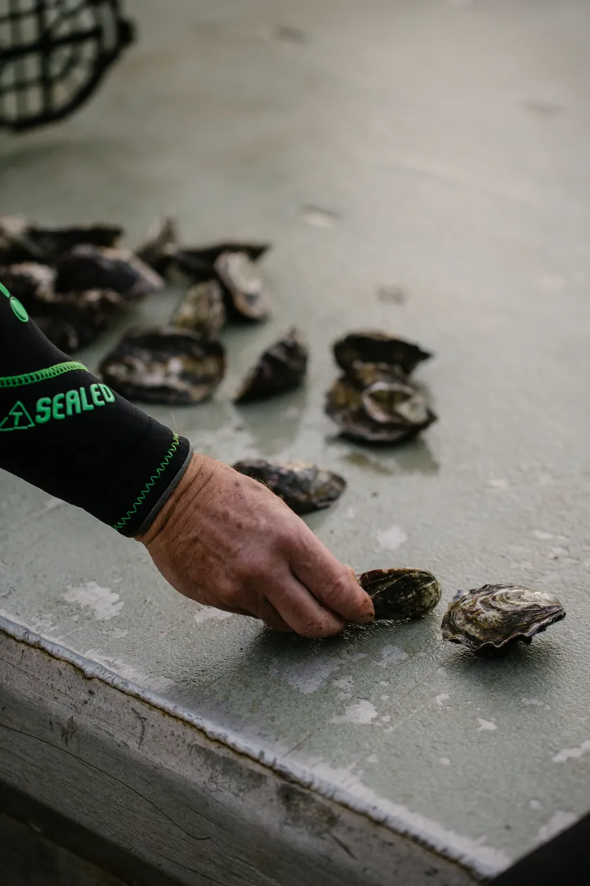 Oyster