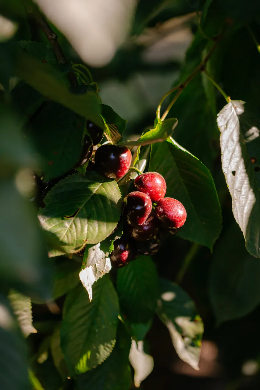 Cherries