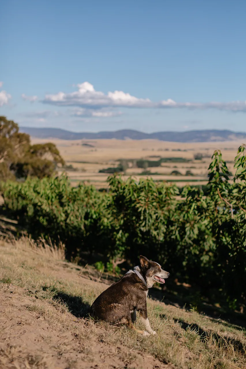 Farm Dog