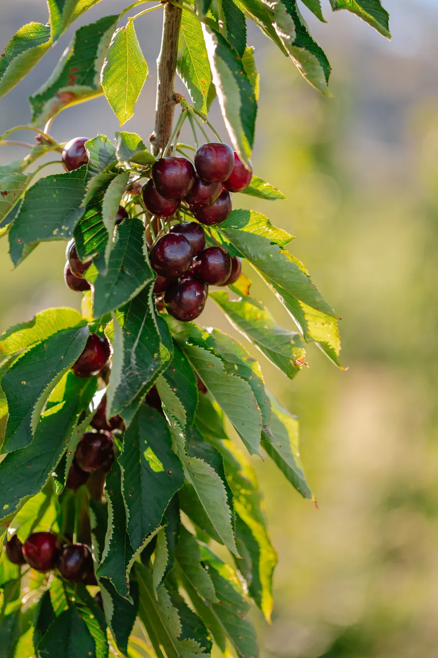 Cherries