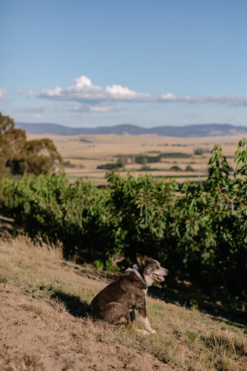 Farm Dog
