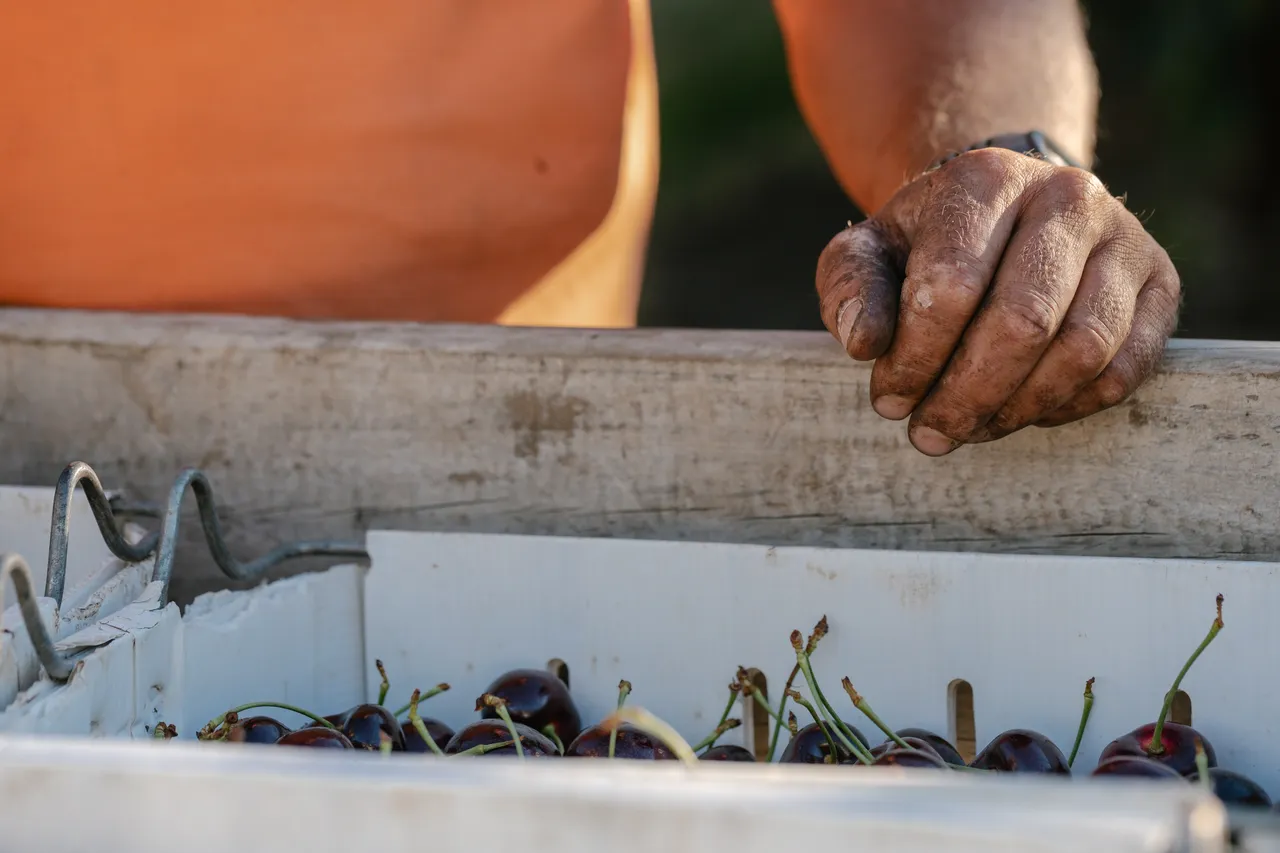 Cherry Farmer