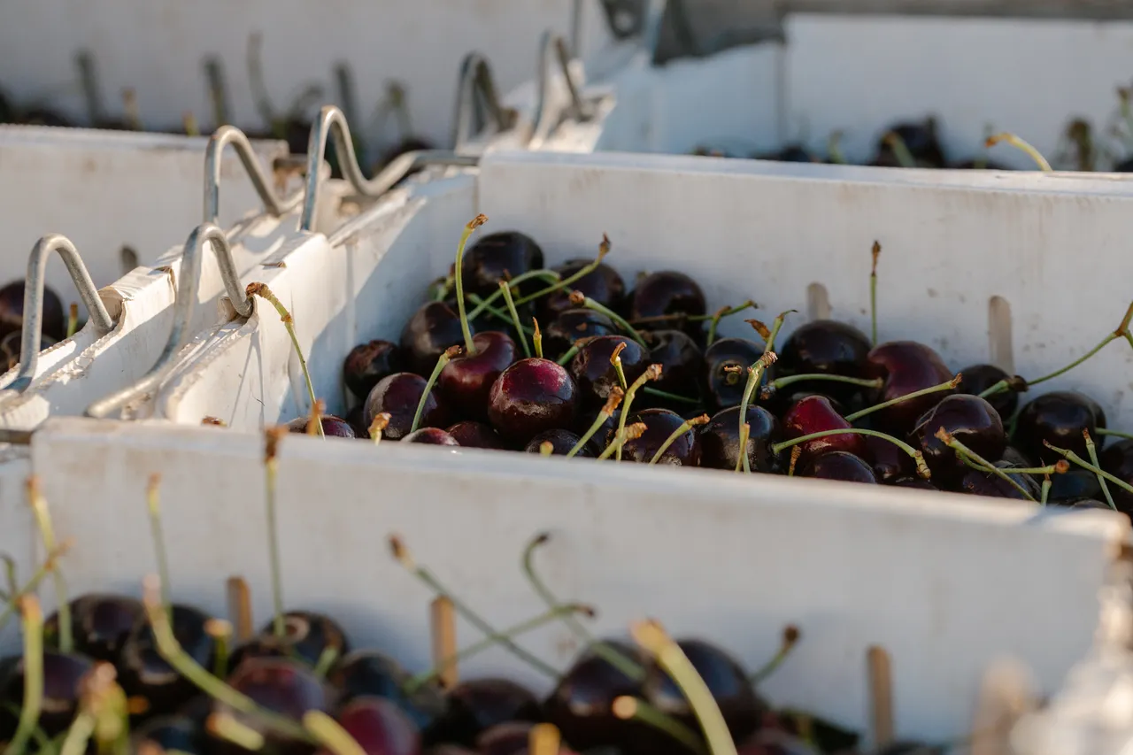 Cherries