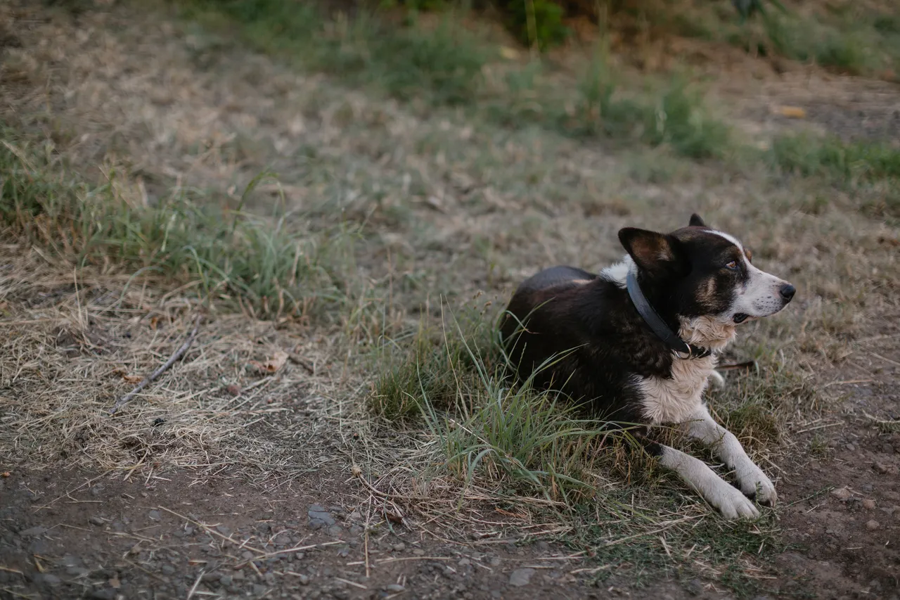 Farm Dog