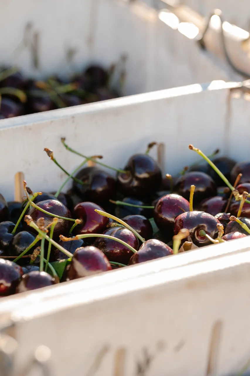 Cherries