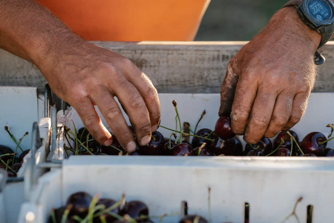 Cherry Farmer