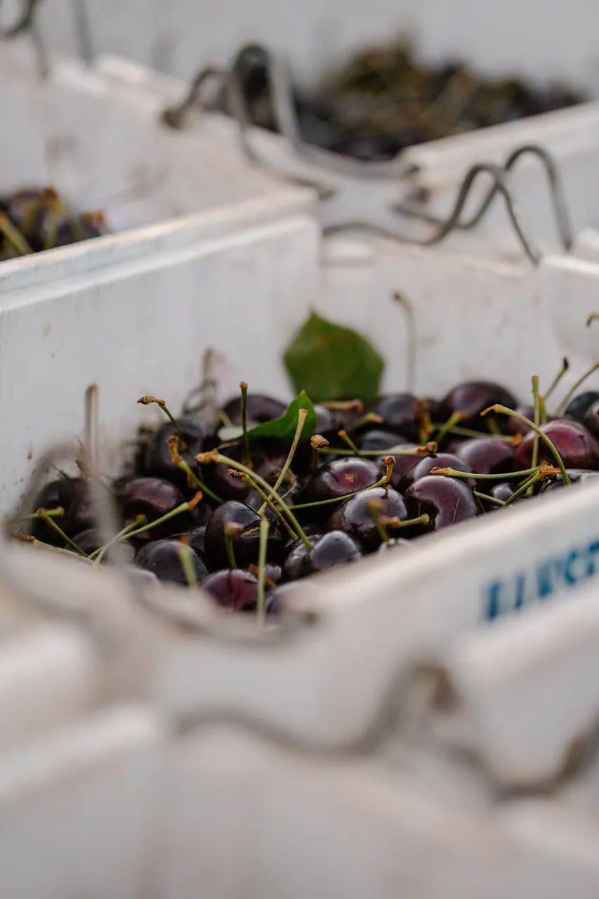 Cherries