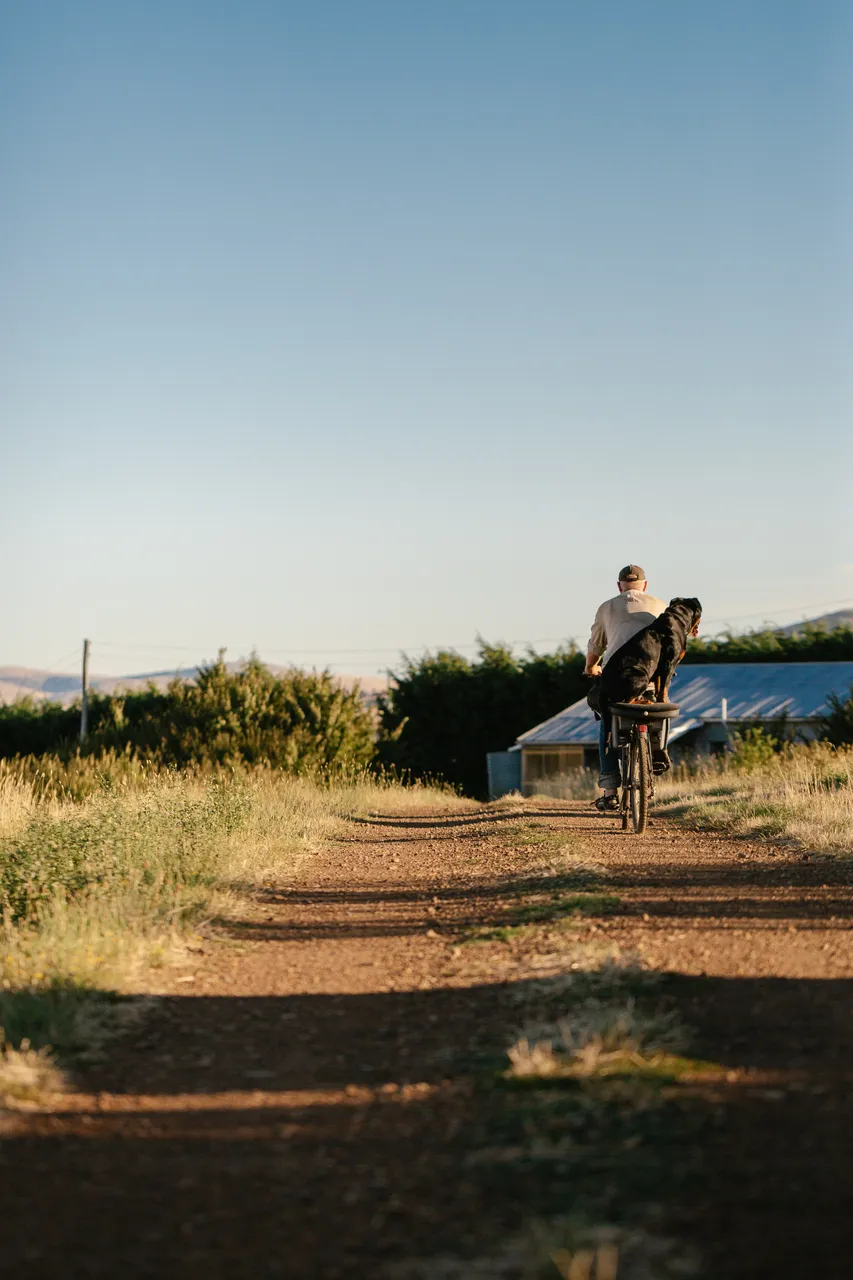 Man & Dog on Bicycle