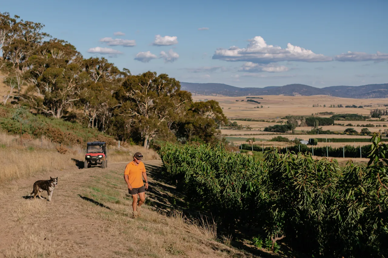 Cherry Farm