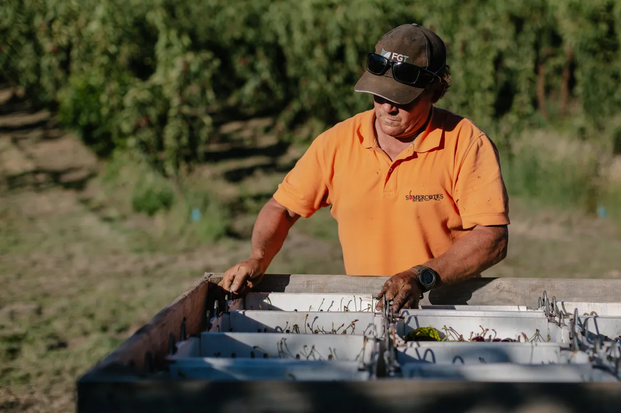 Cherry Farmer