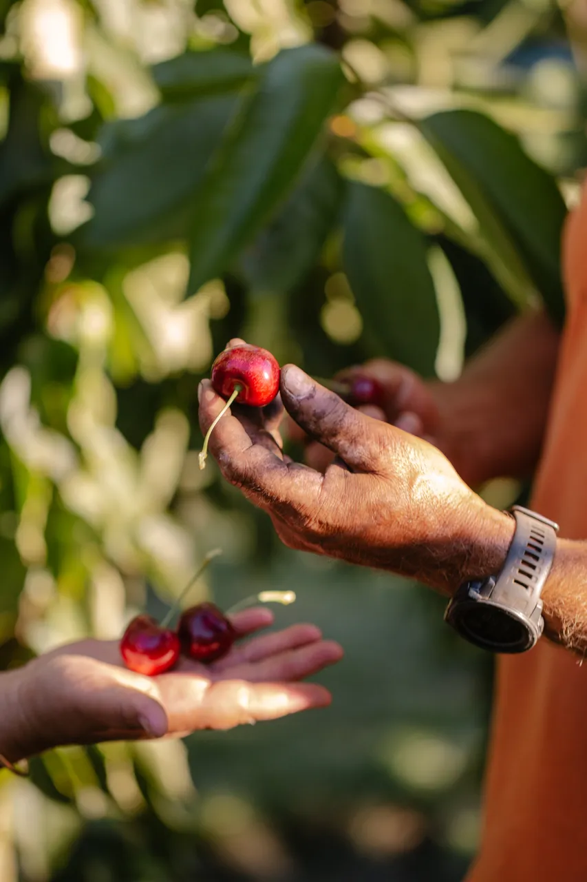 Cherries