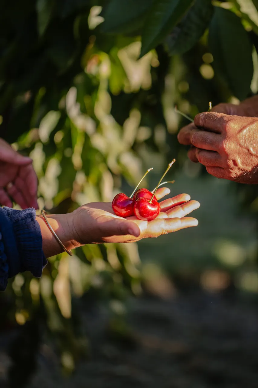 Cherries