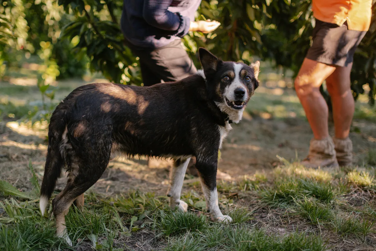 Farm Dog