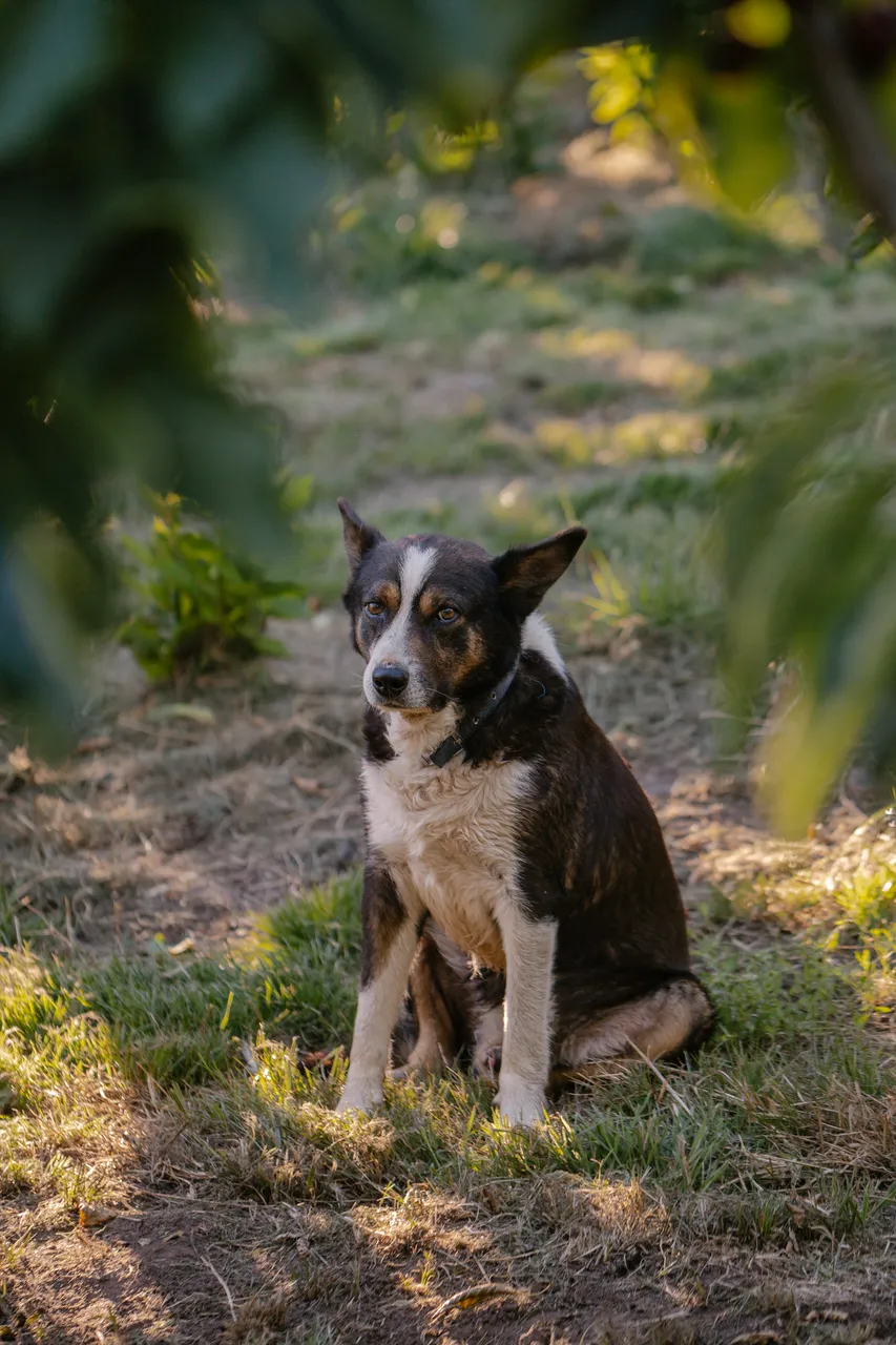 Farm Dog