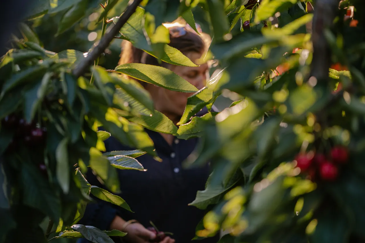 Cherry Picking