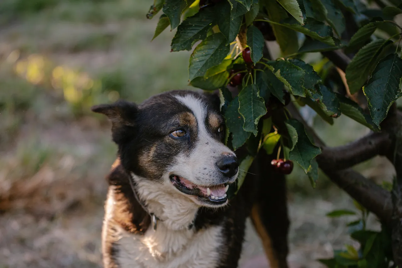 Farm Dog