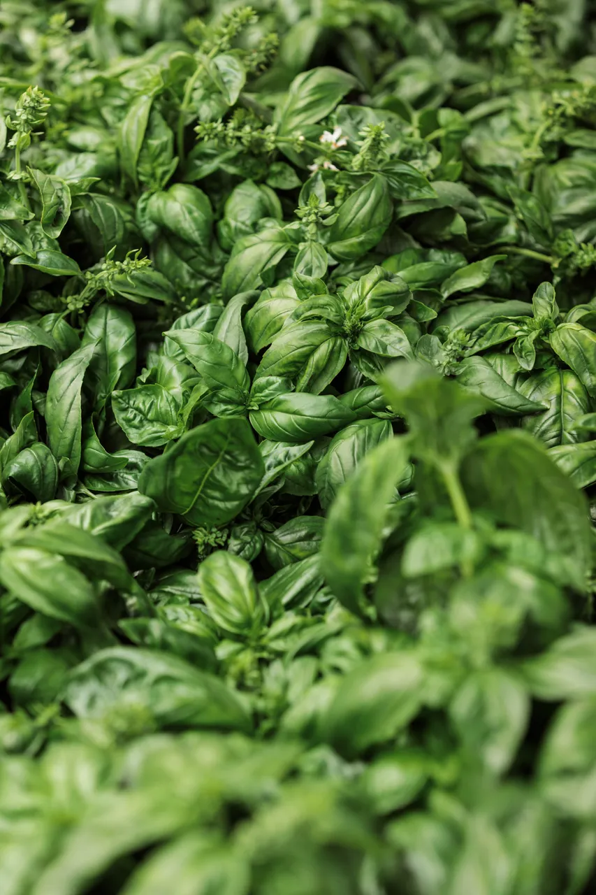 Basil