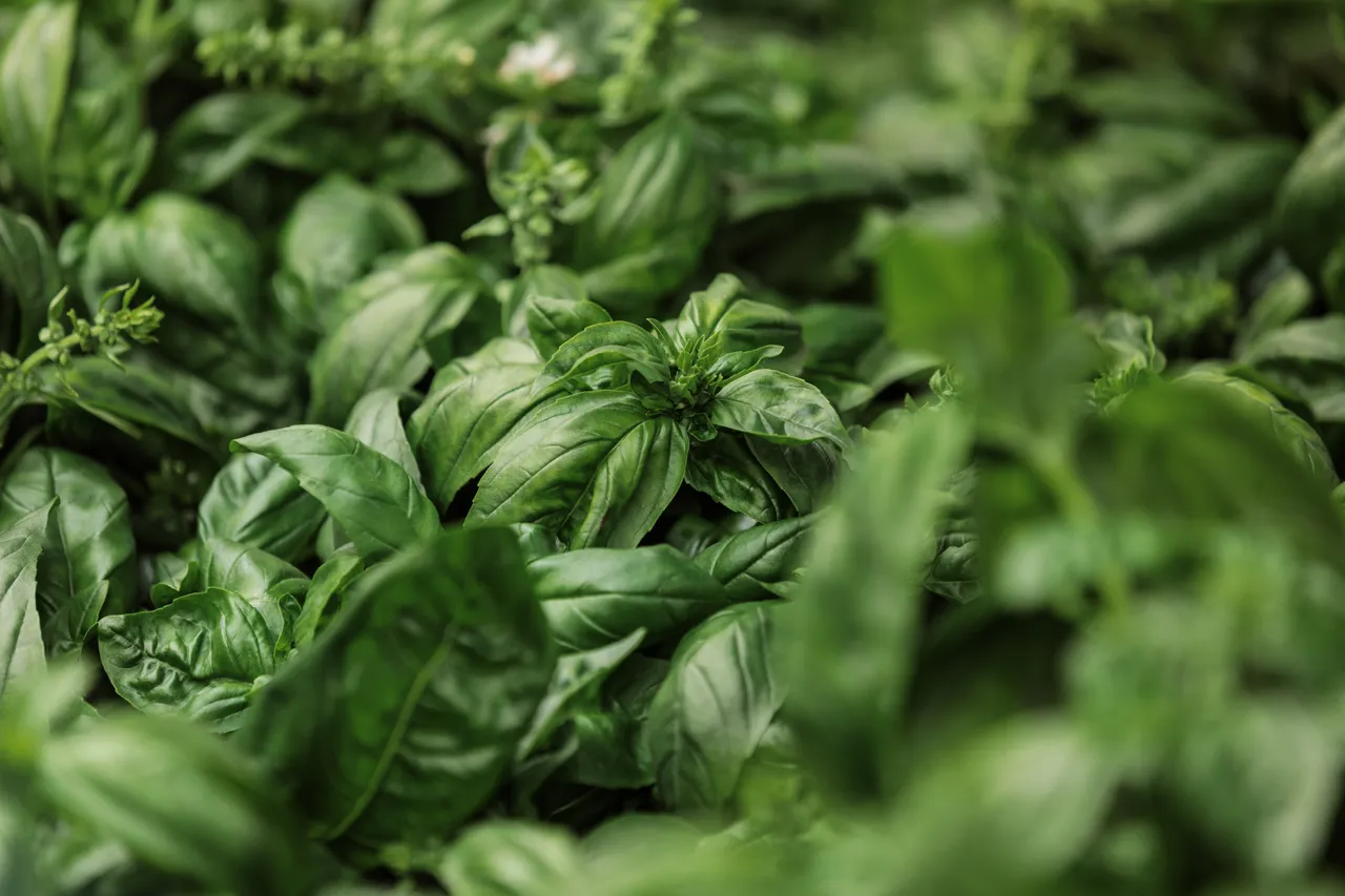 Basil