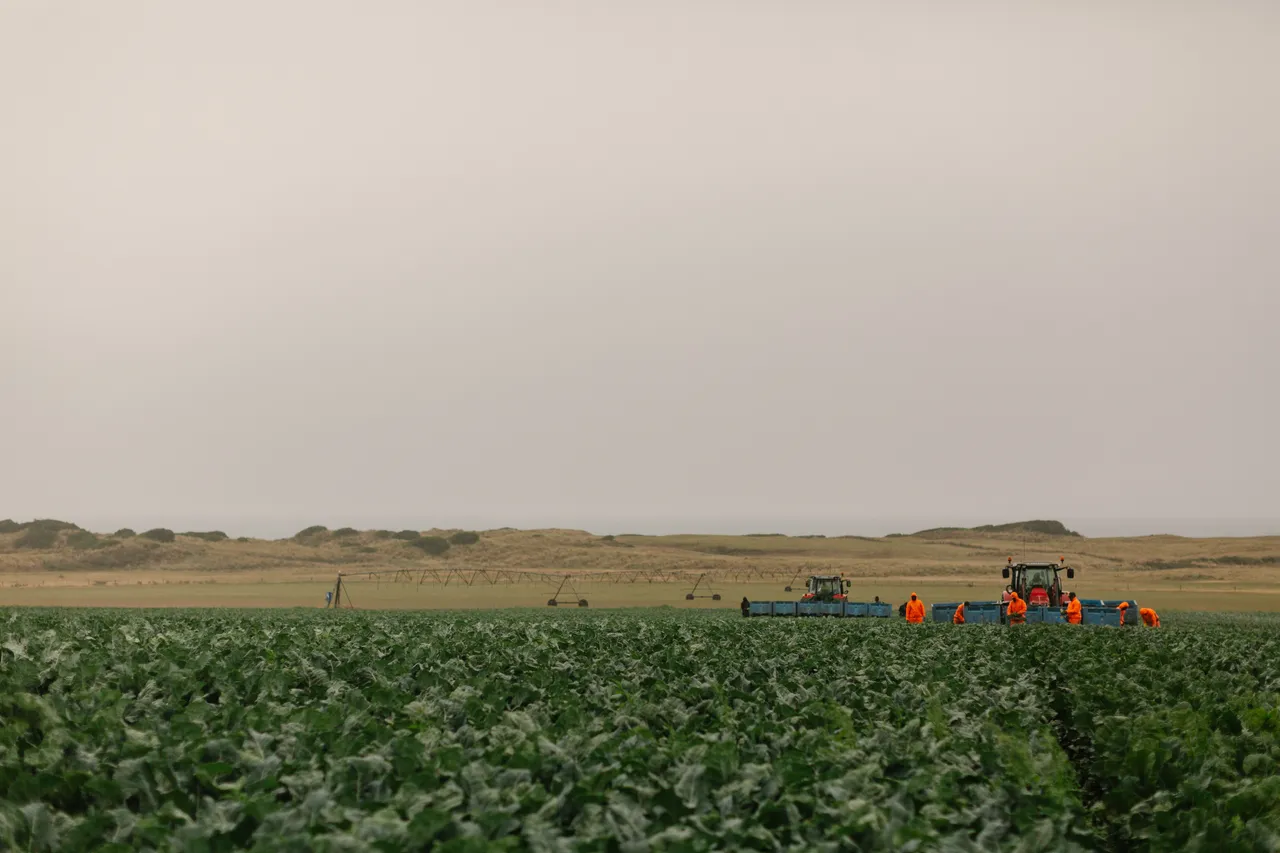 Rainy Day Farmland