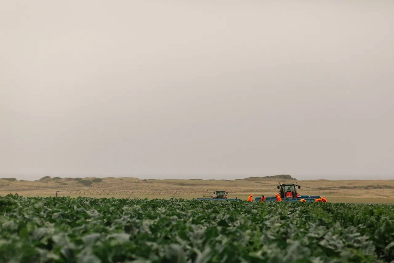 Rainy Day Farmland
