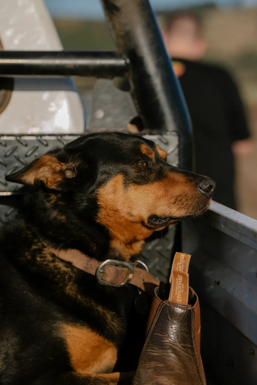Farm Dog & Blundstones