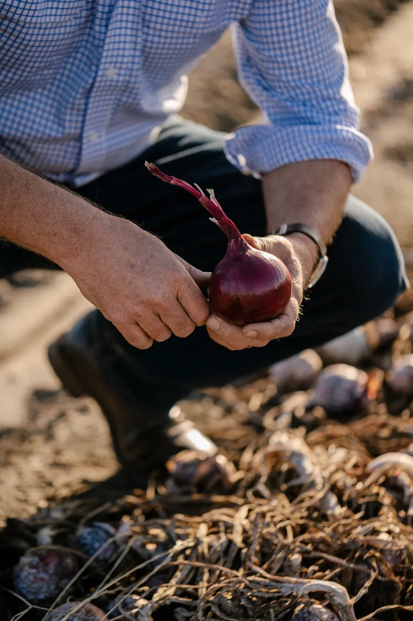 Onion Harvest