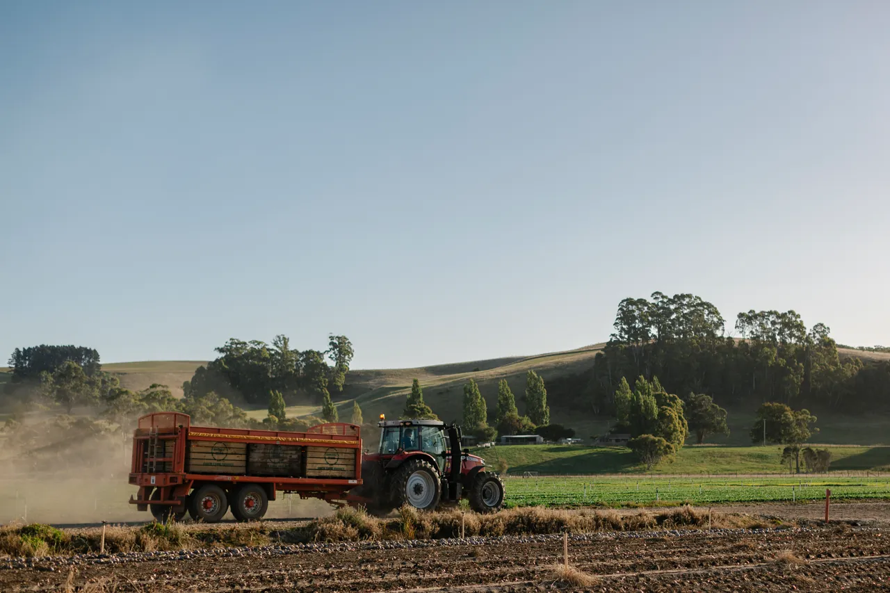 Onion Harvest
