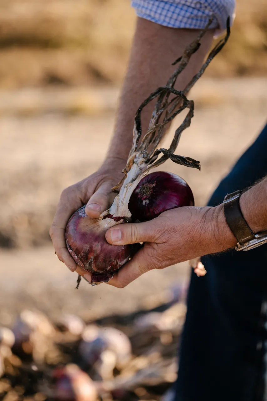 Onion Harvest