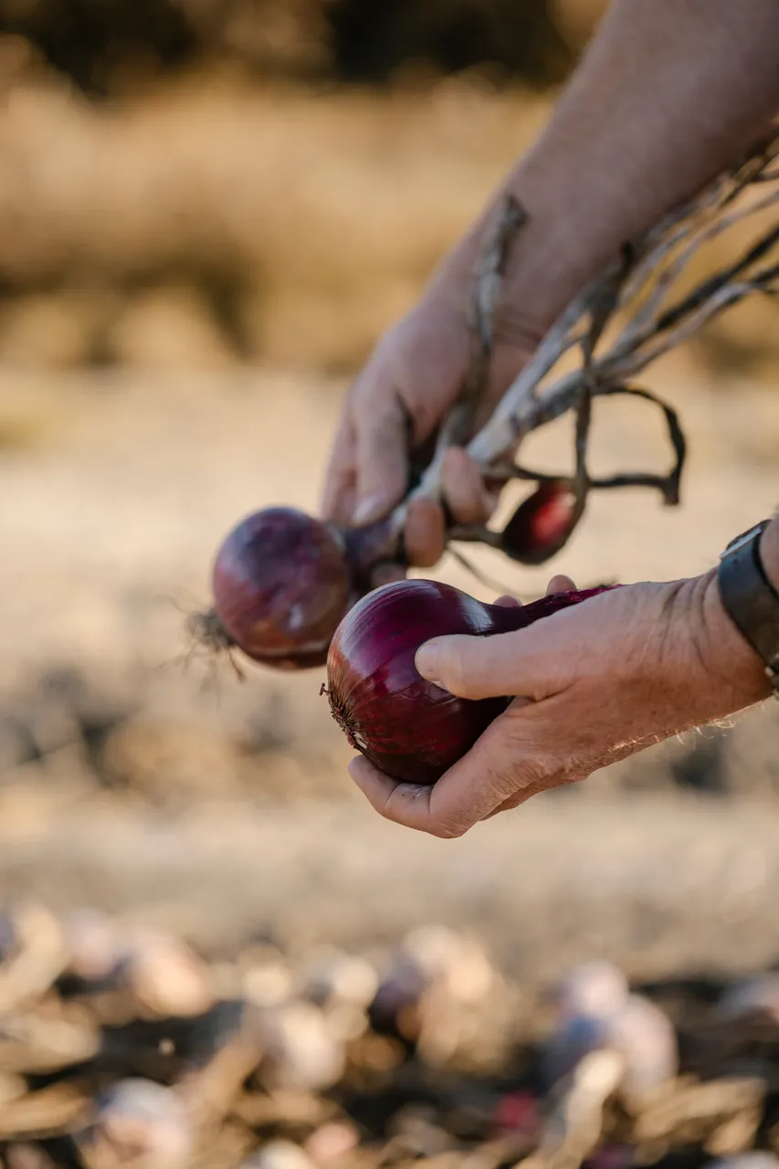 Onion Harvest