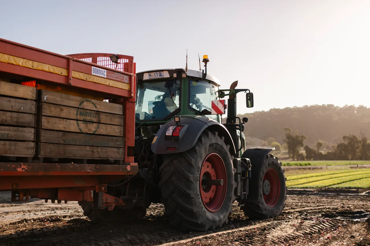 Onion Harvest