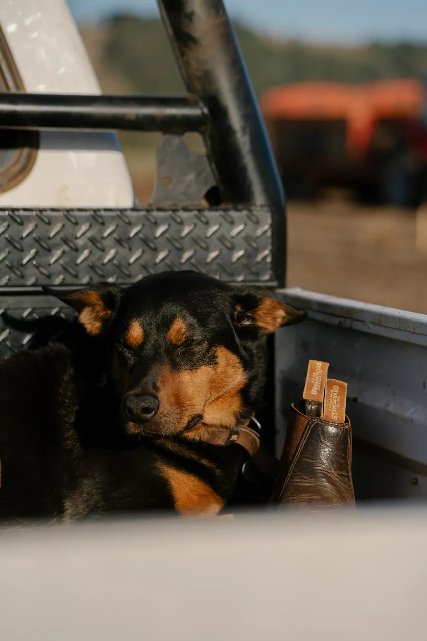 Farm Dog & Blundstones