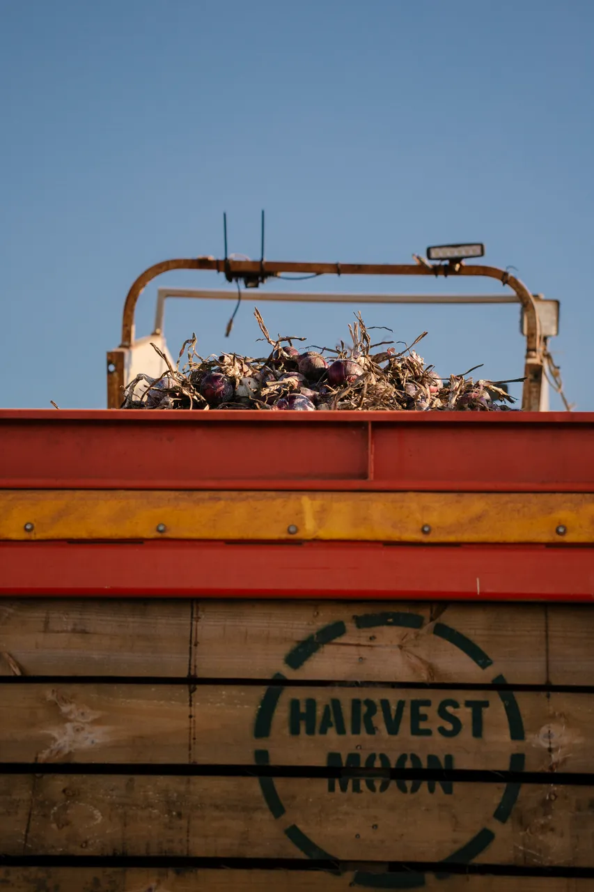 Onion Harvest