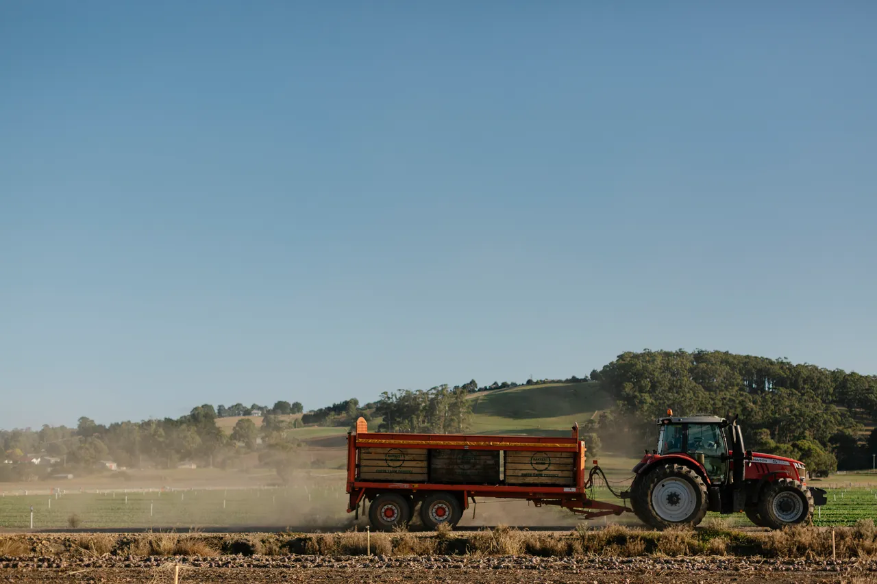 Onion Harvest