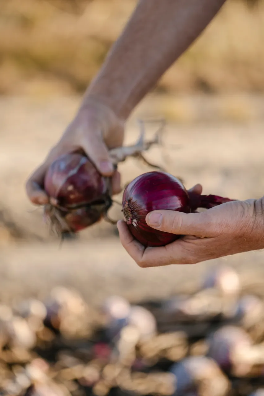 Onion Harvest