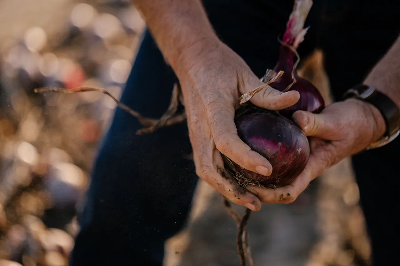 Onion Harvest